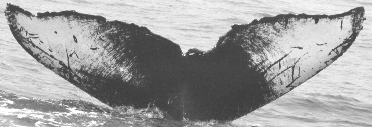 Fluke of CRC-9502