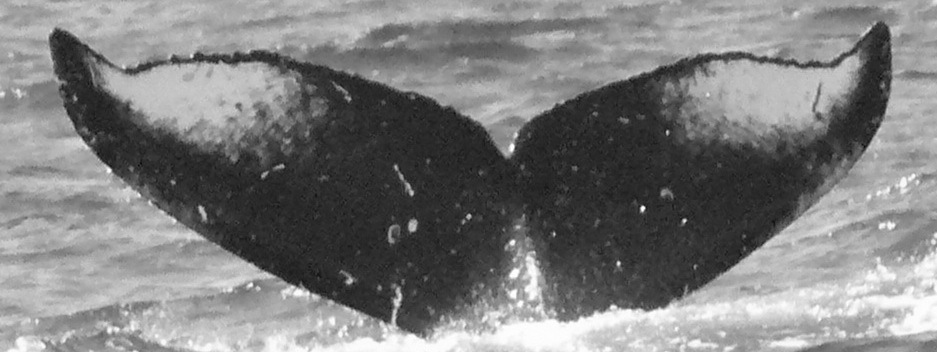 Fluke of CRC-15443