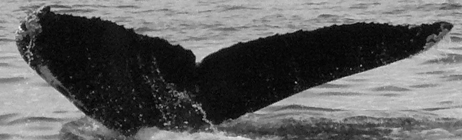 Fluke of Bobbin (Salish Sea)