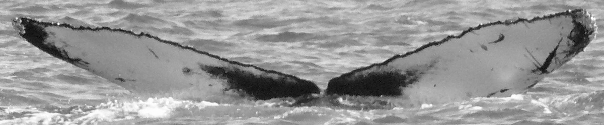 Fluke of CRC-15440