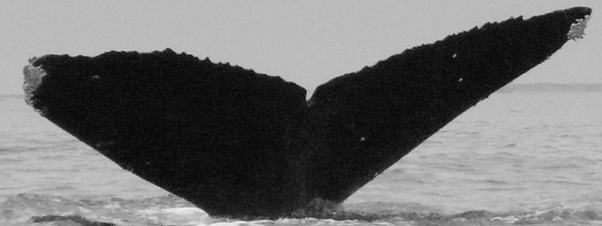 Fluke of Noche (British Columbia)