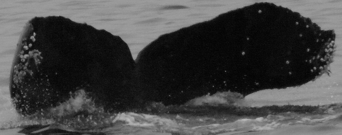 Fluke of Fallen Knight (British Columbia)