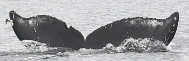 Fluke of Slice (Salish Sea)