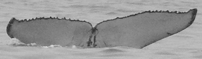 Fluke of Havoc (Salish Sea)
