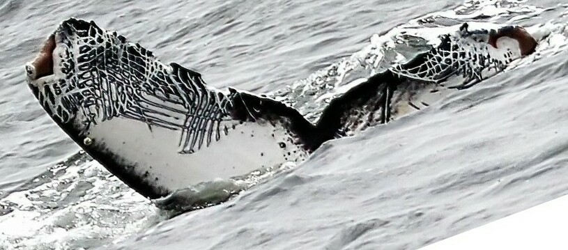 Fluke of Rastrillos (California)