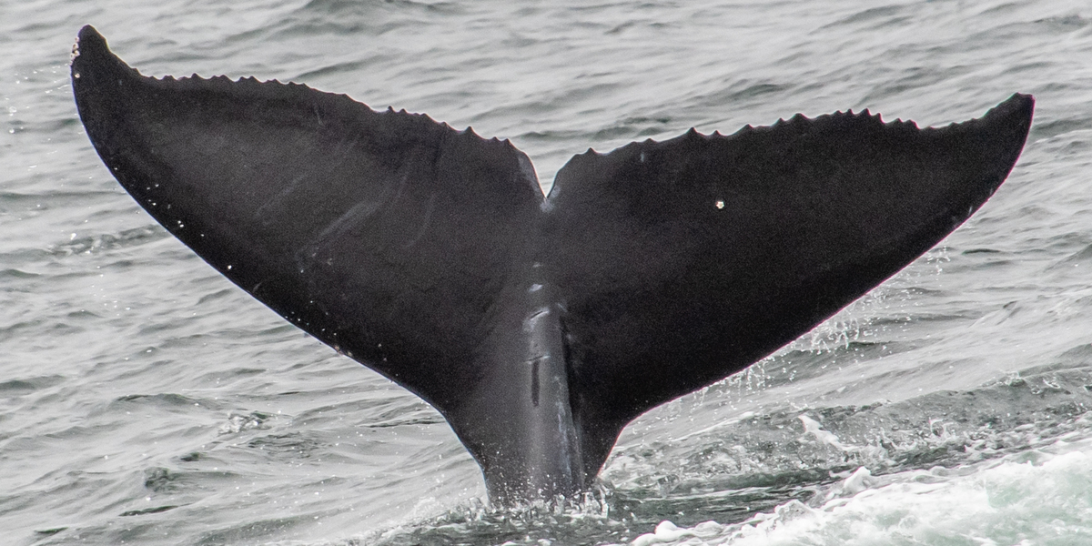 Fluke of 2020-2021 calf of CRC-11260