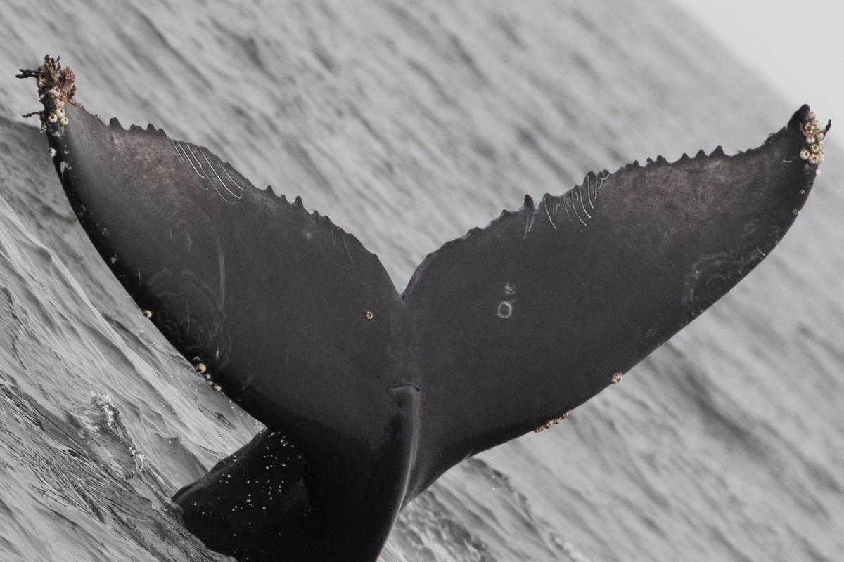 Fluke of Finley (California)