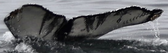 Fluke of Wally (California)