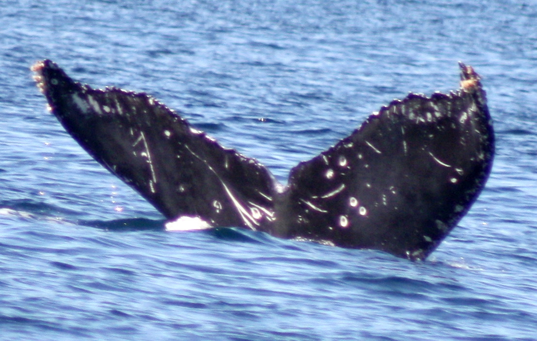 Fluke of FIBB-5BB947
