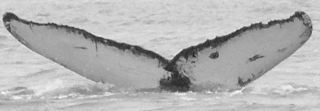 Fluke of CRC-15433