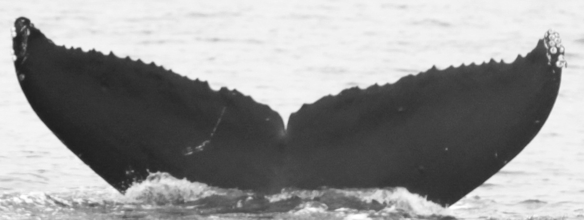 Fluke of CRC-15432