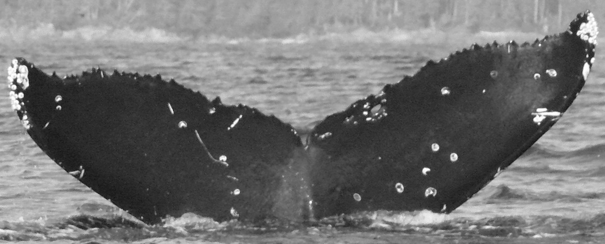 Fluke of Wormhole (Salish Sea)
