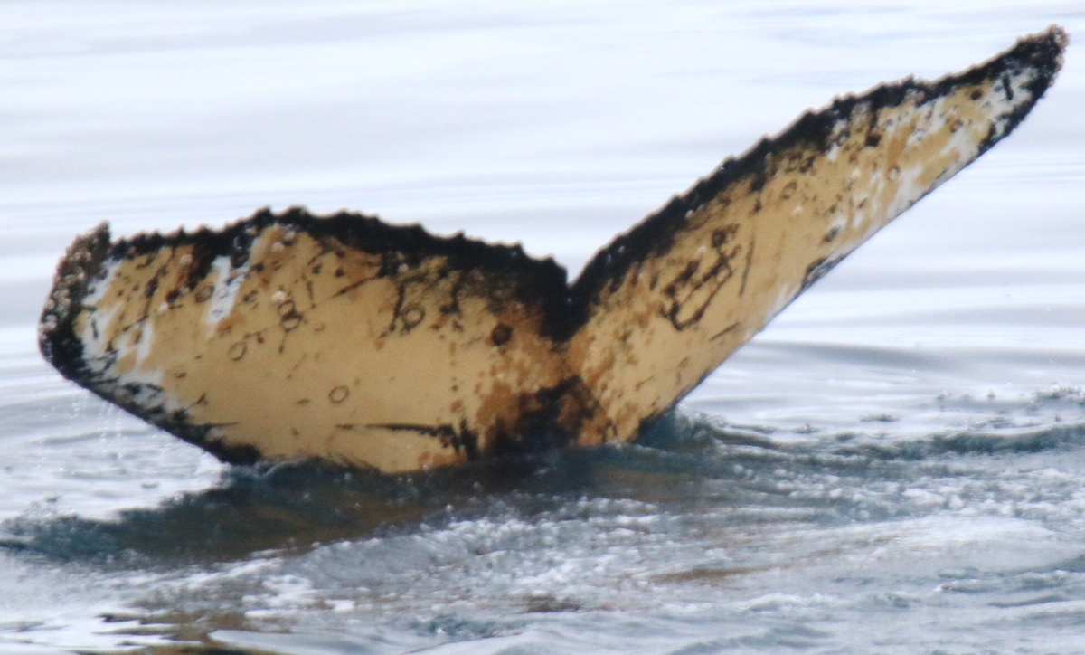 Fluke of PWF-SP_8142