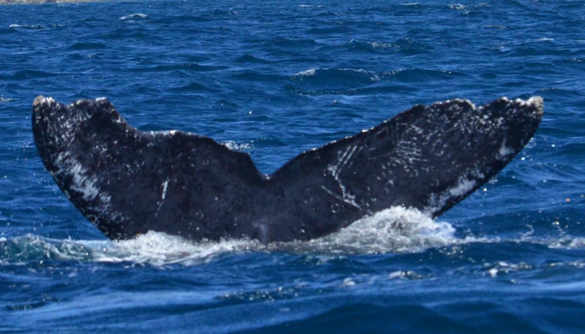 Fluke of HW-MN0501062