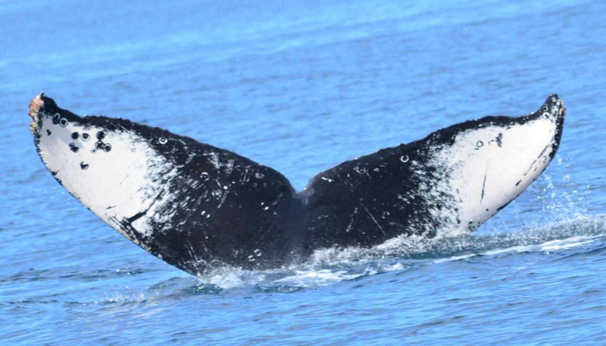 Fluke of CRC-13603