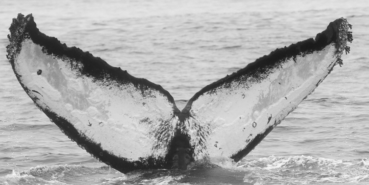 Fluke of Enigma (California)