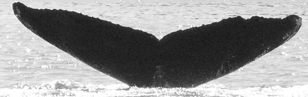 Fluke of Scoop (BC)