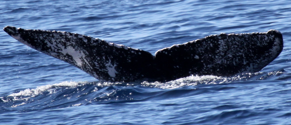 Fluke of HW-MN0443355