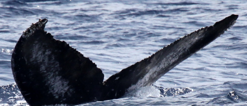 Fluke of HW-MN0443370