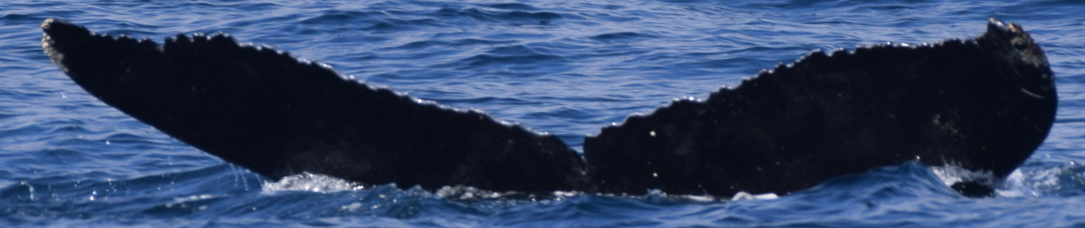 Fluke of CRC-19932