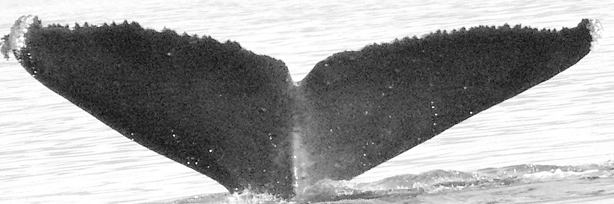 Fluke of Twinning (Salish Sea)