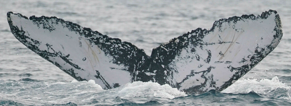 Fluke of CRC-12421