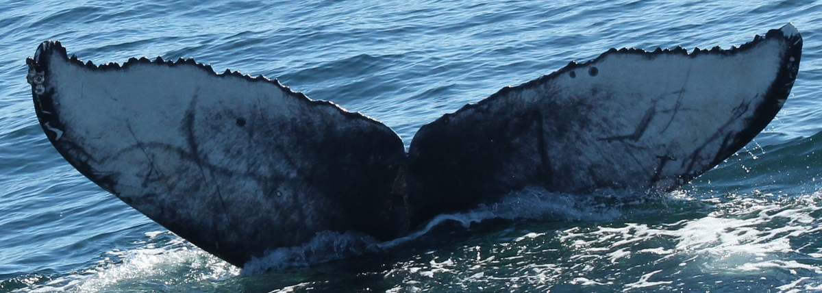 Fluke of 2020-2021 calf of Miracle