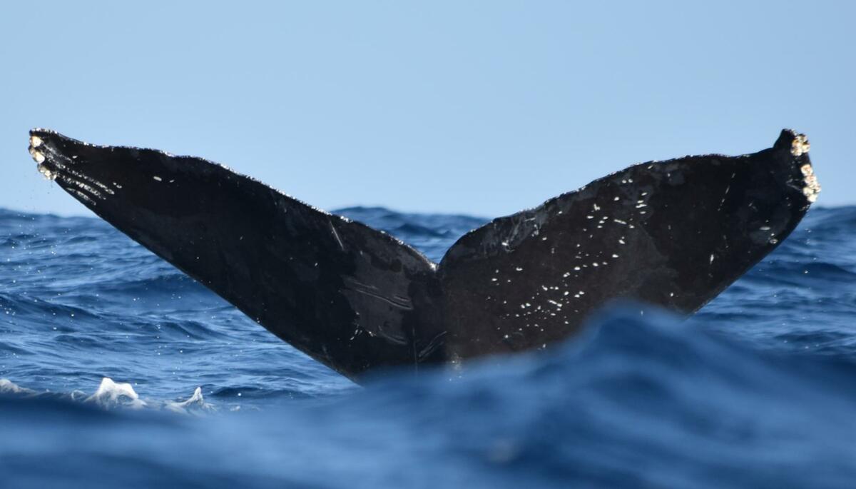 Fluke of CRC-12412