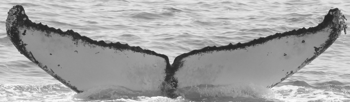 Fluke of CRC-15659