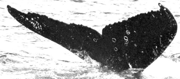Fluke of Barnacles (Juneau) aka Chyanne (FS)