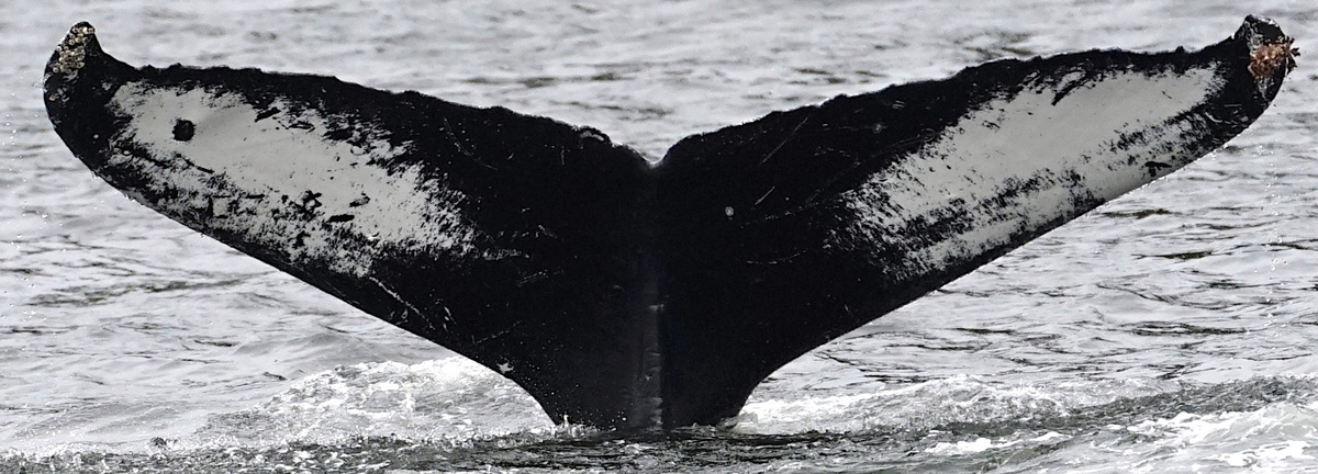 Fluke of Cornwallis (FS) aka Eclipse (Wrangell)