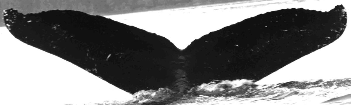 Fluke of SEAK-2570