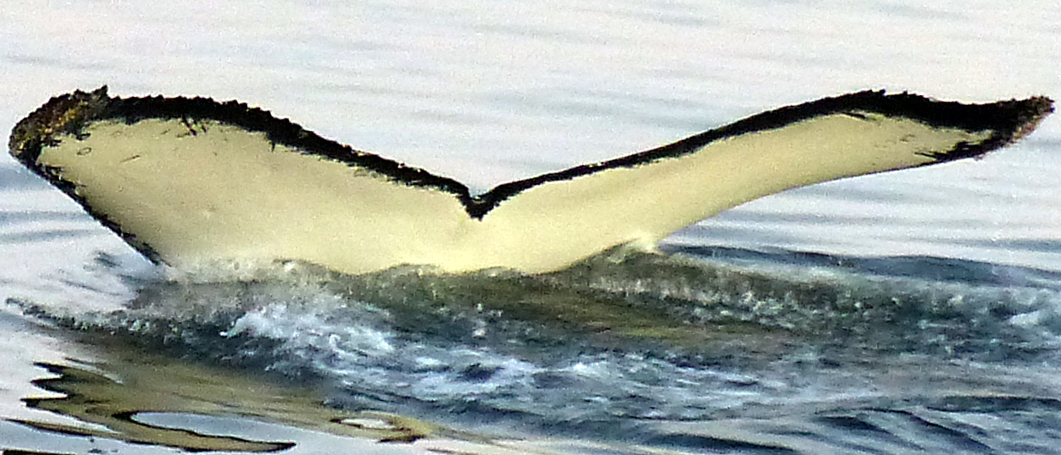 Fluke of HW-MN1300712