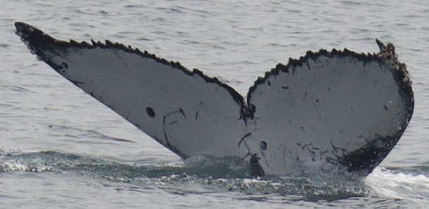 Fluke of White Rabbit (California)