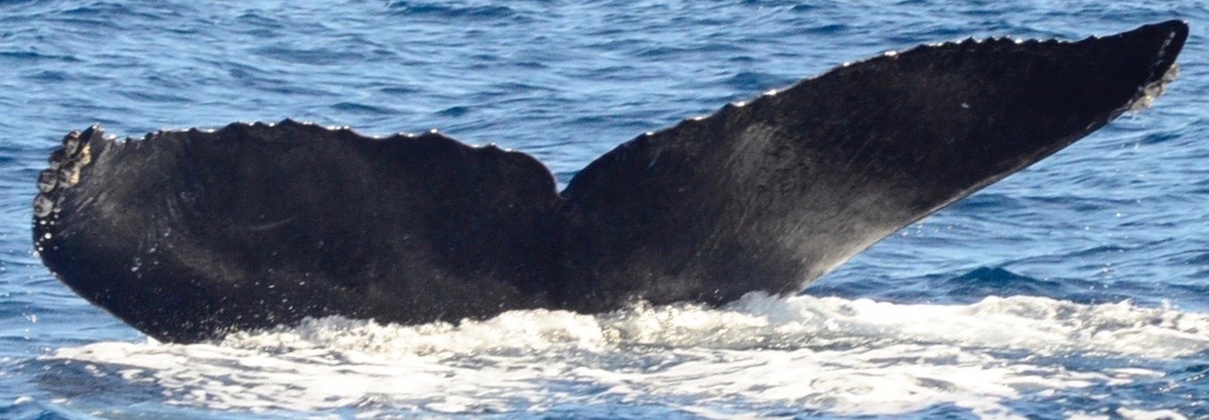 Fluke of CRC-15371