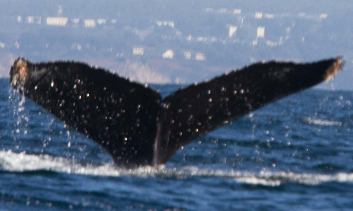 Fluke of CRC-10952
