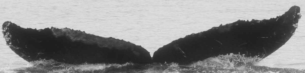 Fluke of CRC-15373