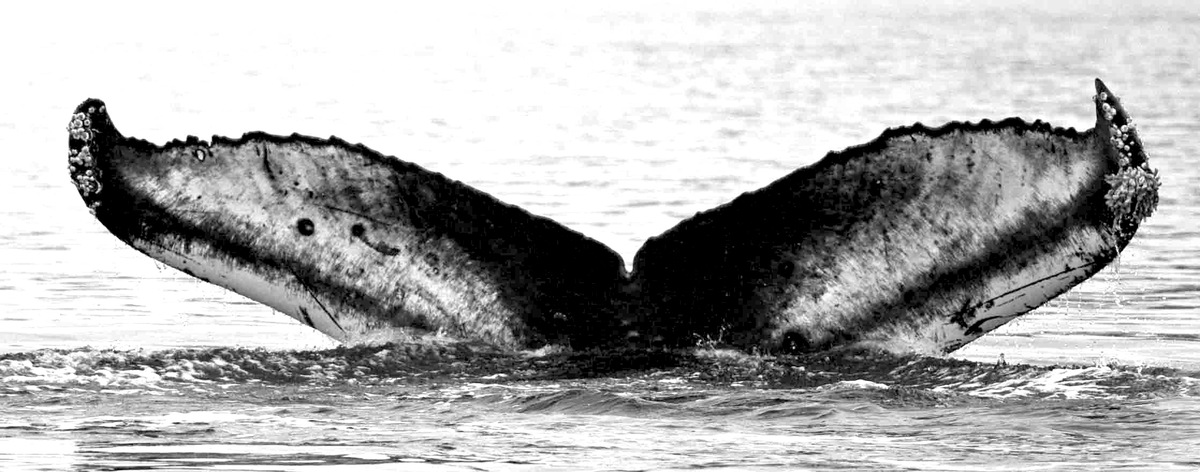 Fluke of Stropharia