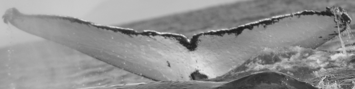 Fluke of Lesser (Jurasz) aka Tangara (FS)