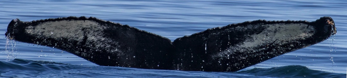 Fluke of Nancy (Iceland) aka Leftworm (Westfjords)