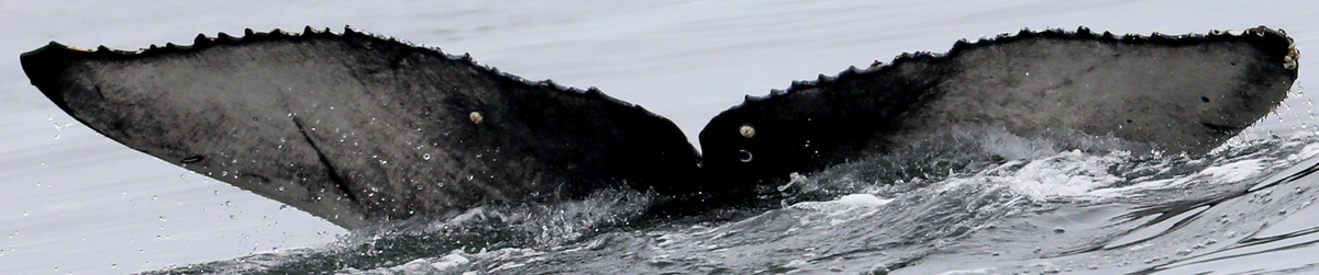 Fluke of Frosted Flukes - 2020-2021 calf of CRC-11502 (Pacifica)