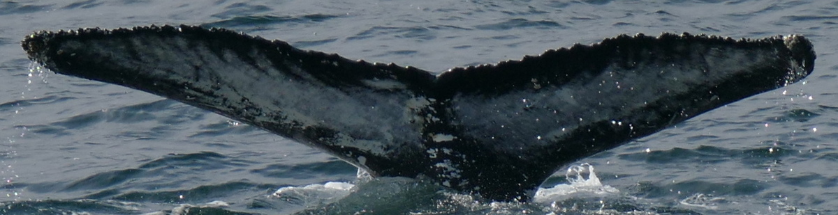 Fluke of Gosi (Iceland)