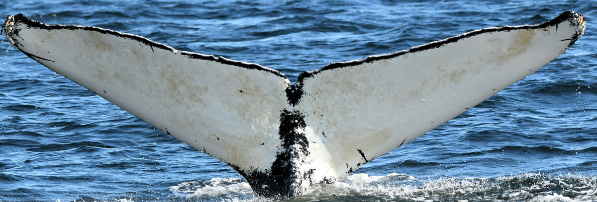 Fluke of Lantern (Salish Sea)