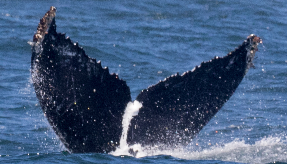 Fluke of Heartsling (California)