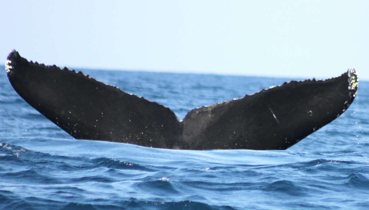 Fluke of CRC-12246