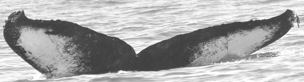 Fluke of CRC-10622