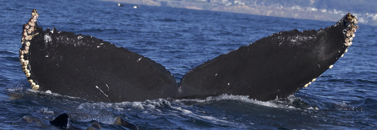 Fluke of CRC-17131