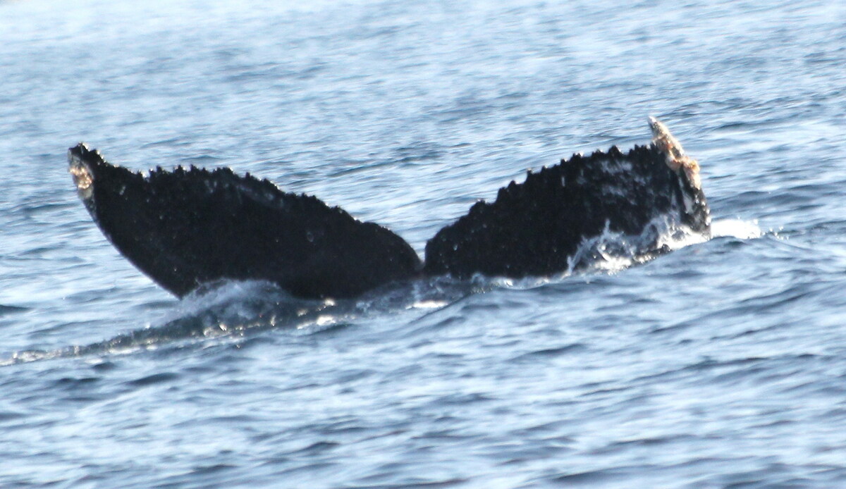 Fluke of CRC-16827