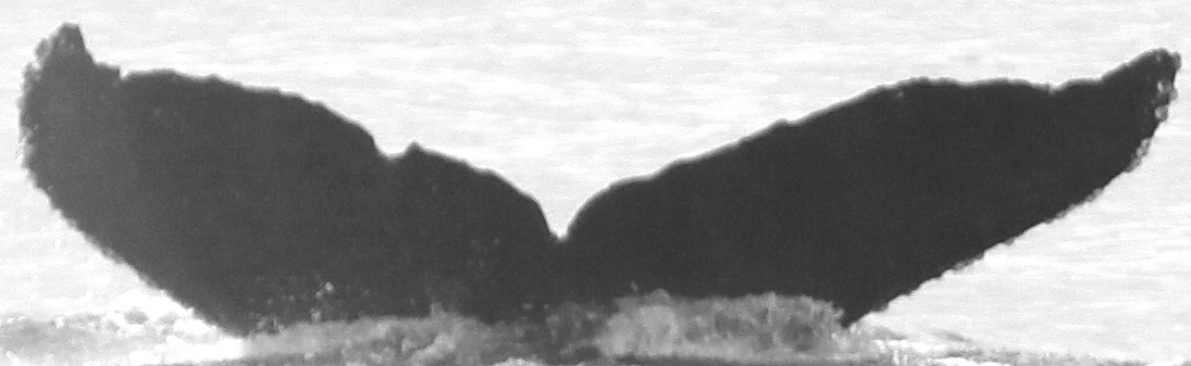 Fluke of CRC-11126