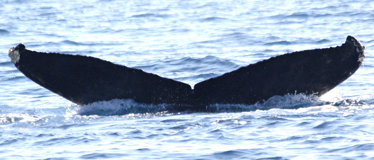 Fluke of CRC-18387